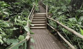 Hanging Bridges & La Fortuna Waterfall Combo Tour