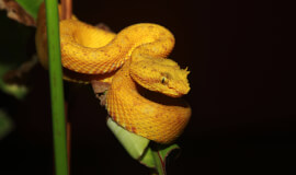 Natura Eco Park Night Walk – Wildlife Comes Alive at Night