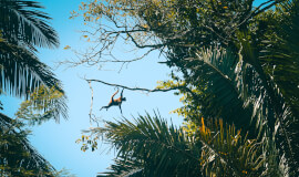 Caño Negro Wildlife Boat Tour