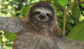 Sloth Watching Tour - Spot These Adorable Creatures in the Wild