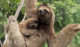 Sloth Tour in La Fortuna Next to Arenal Volcano | Family-Friendly Wildlife Experience