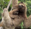 Sloth Tour in La Fortuna Next to Arenal Volcano | Family-Friendly Wildlife Experience