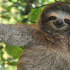 Sloth Watching Tour - Spot These Adorable Creatures in the Wild