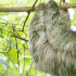 Sloth Watching Tour - Spot These Adorable Creatures in the Wild