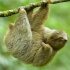 Sloth Watching Tour - Spot These Adorable Creatures in the Wild