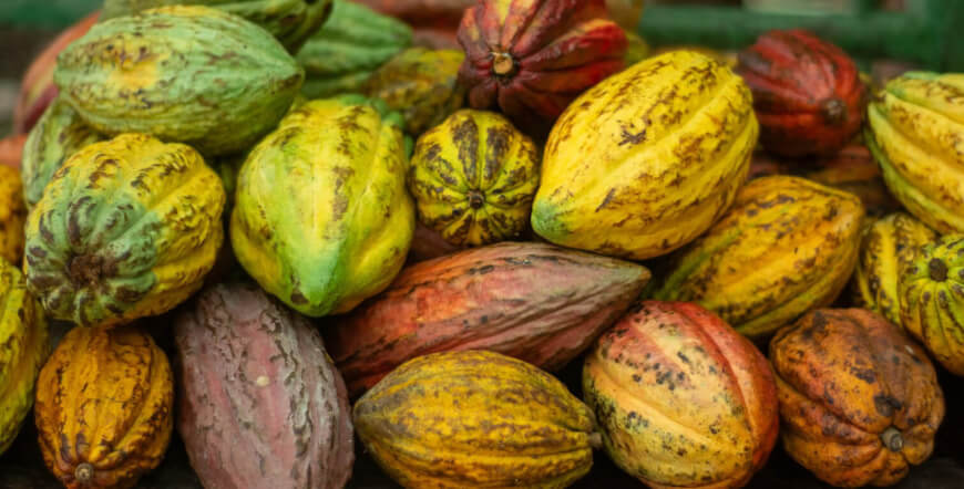 Coffee and Chocolate Tour (No transportation)