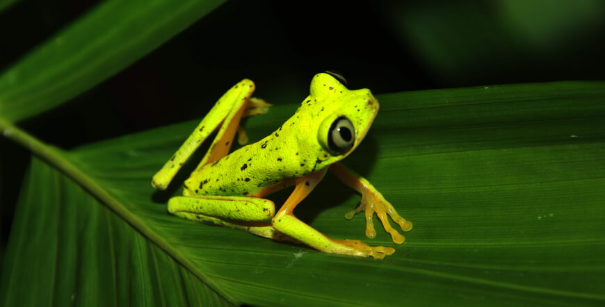 Natura Eco Park Night Walk – Wildlife Comes Alive at Night