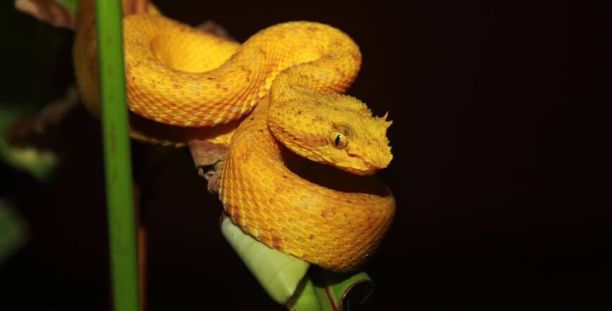 Natura Eco Park Night Walk – Wildlife Comes Alive at Night