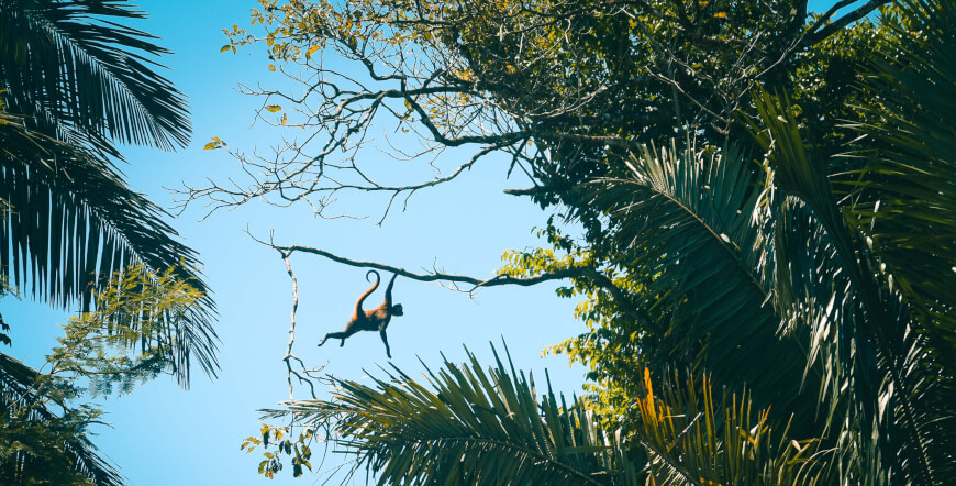 Caño Negro Wildlife Boat Tour