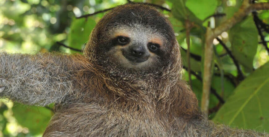 Sloth Watching Tour - Spot These Adorable Creatures in the Wild