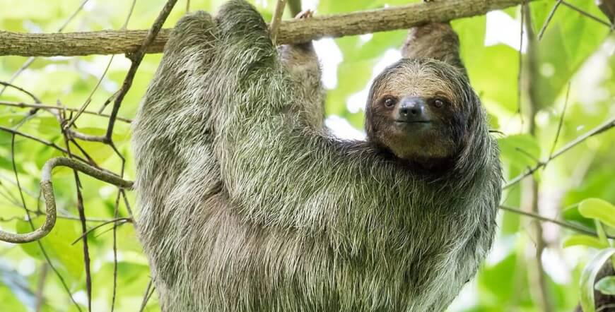 Sloth Watching Tour - Spot These Adorable Creatures in the Wild