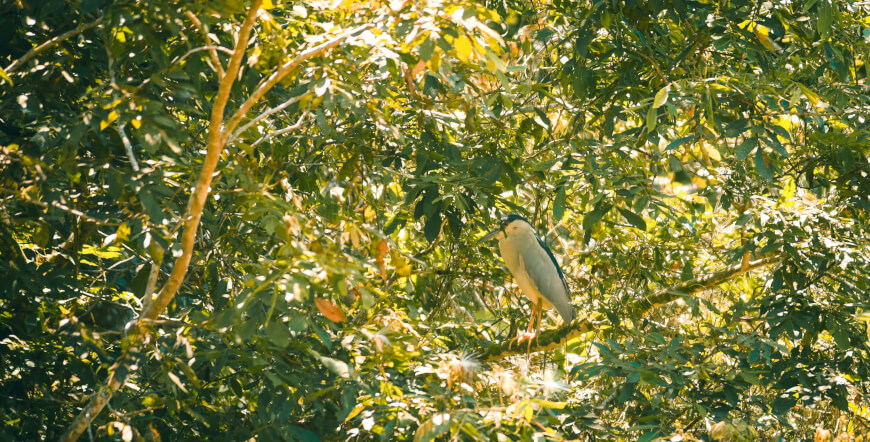 Caño Negro Wildlife Boat Tour