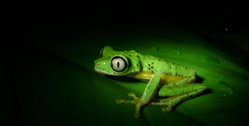 Natura Eco Park Night Walk – Wildlife Comes Alive at Night