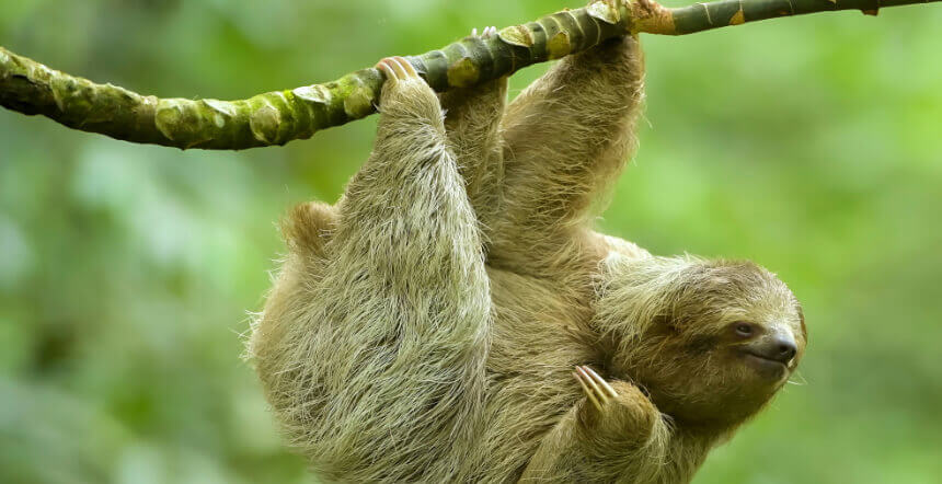 Sloth Watching Tour - Spot These Adorable Creatures in the Wild