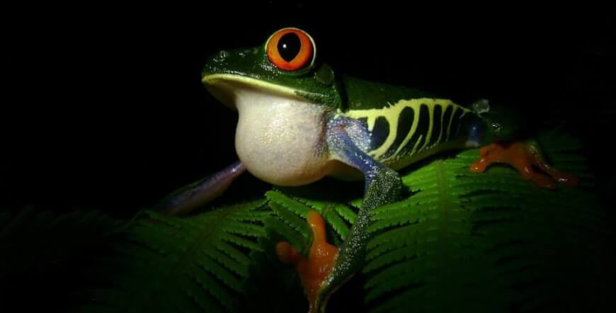 Natura Eco Park Night Walk – Wildlife Comes Alive at Night