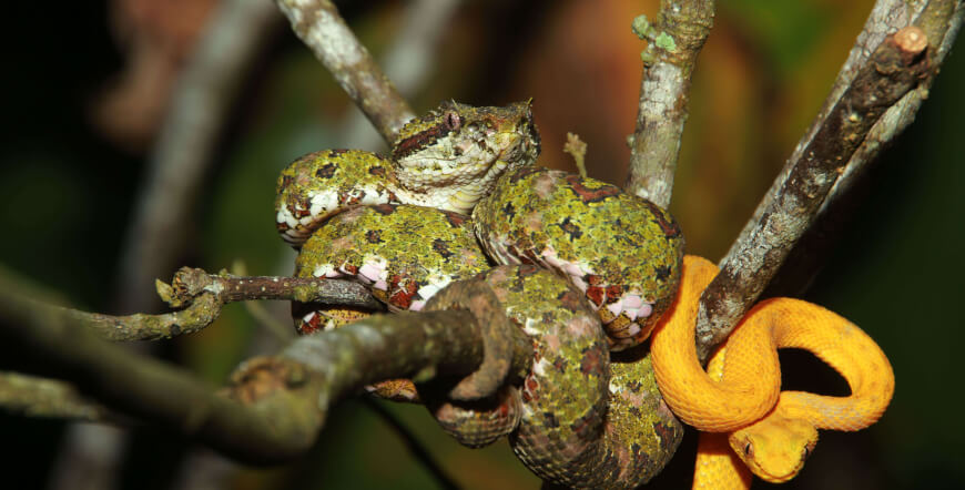 Natura Eco Park Night Walk – Wildlife Comes Alive at Night