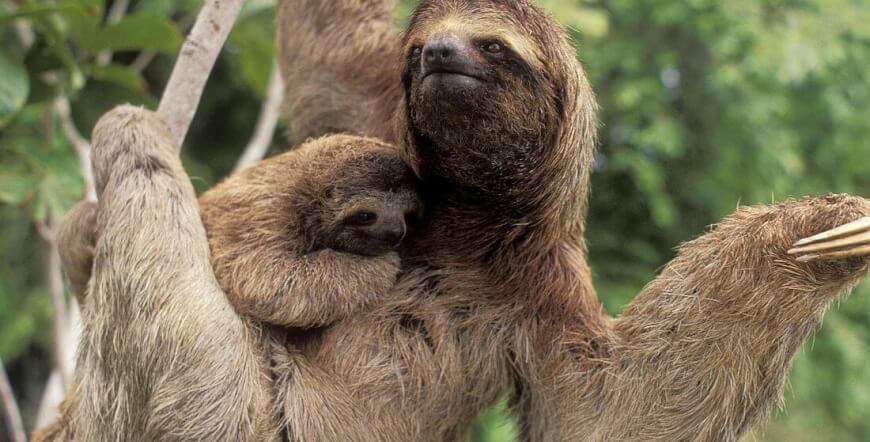 Sloth Tour in La Fortuna Next to Arenal Volcano | Family-Friendly Wildlife Experience