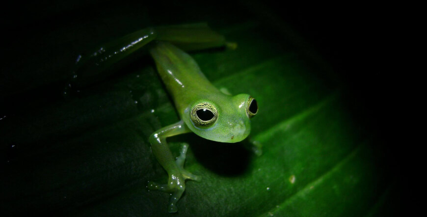 Natura Eco Park Night Walk – Wildlife Comes Alive at Night