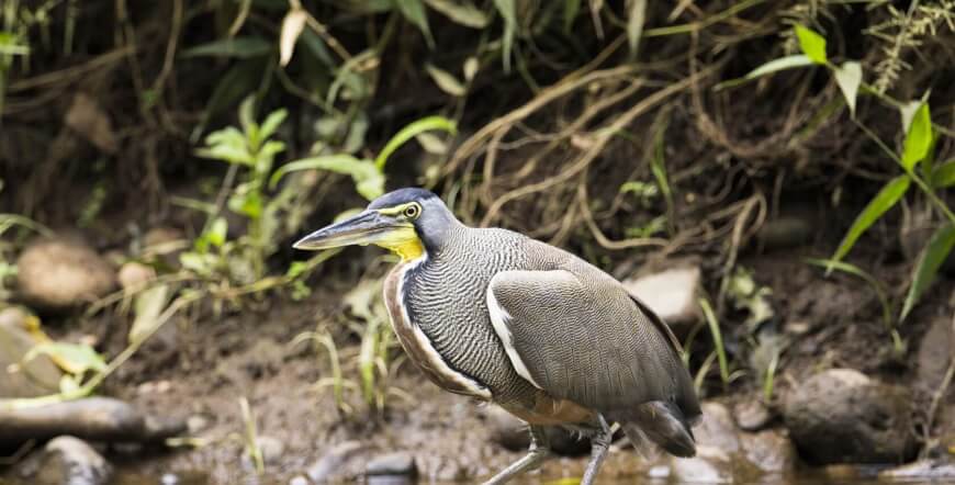 Safari Float on the Peñas Blancas River – Family Wildlife Tour in La Fortuna, Costa Rica