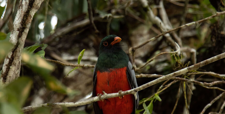 Caño Negro Wildlife Boat Tour