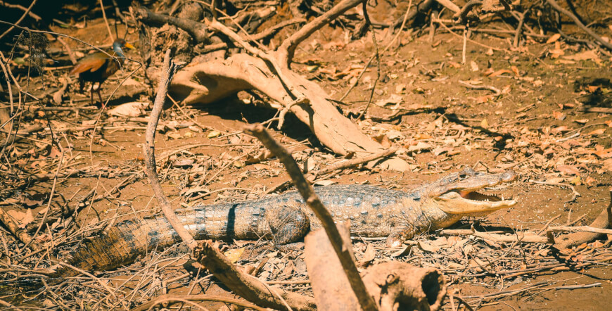 Caño Negro Wildlife Boat Tour
