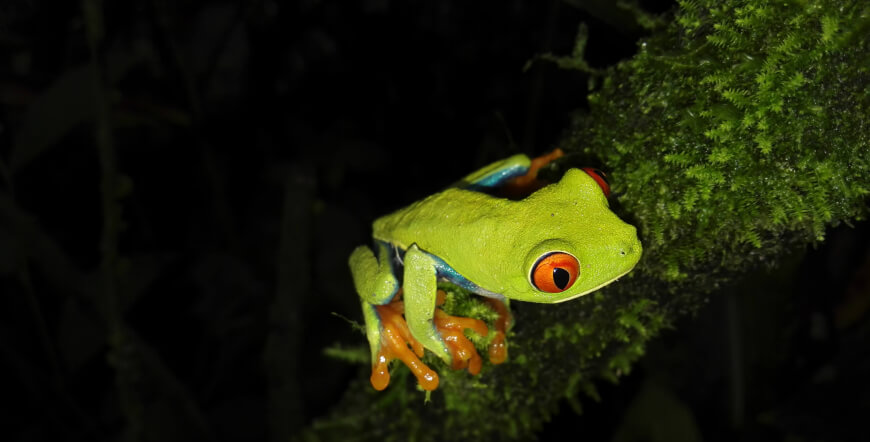 Natura Eco Park Night Walk – Wildlife Comes Alive at Night