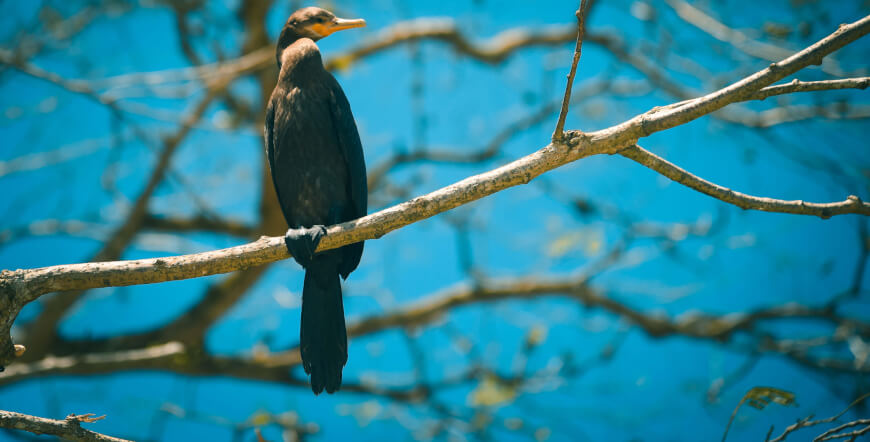 Caño Negro Wildlife Boat Tour