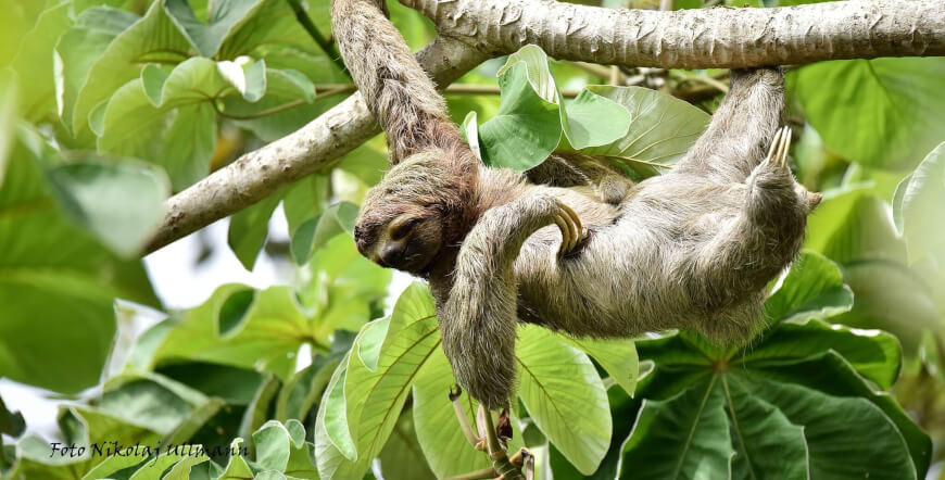 Safari Float on the Peñas Blancas River – Family Wildlife Tour in La Fortuna, Costa Rica